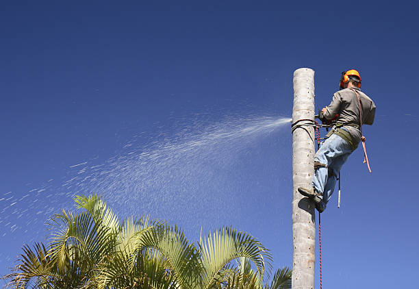 Reliable Nashville, IN Tree Services Solutions