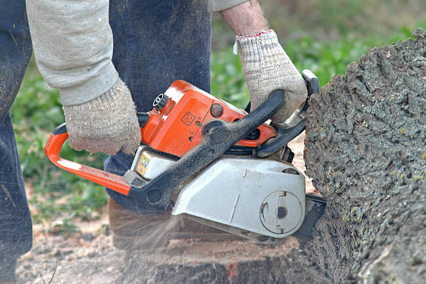 Best Hazardous Tree Removal  in Nashville, IN