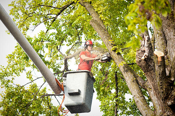 How Our Tree Care Process Works  in  Nashville, IN