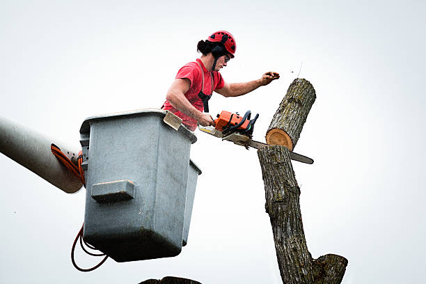 Best Tree Disease Treatment  in Nashville, IN